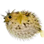 Tohoku Region 4 MRPM Woodman