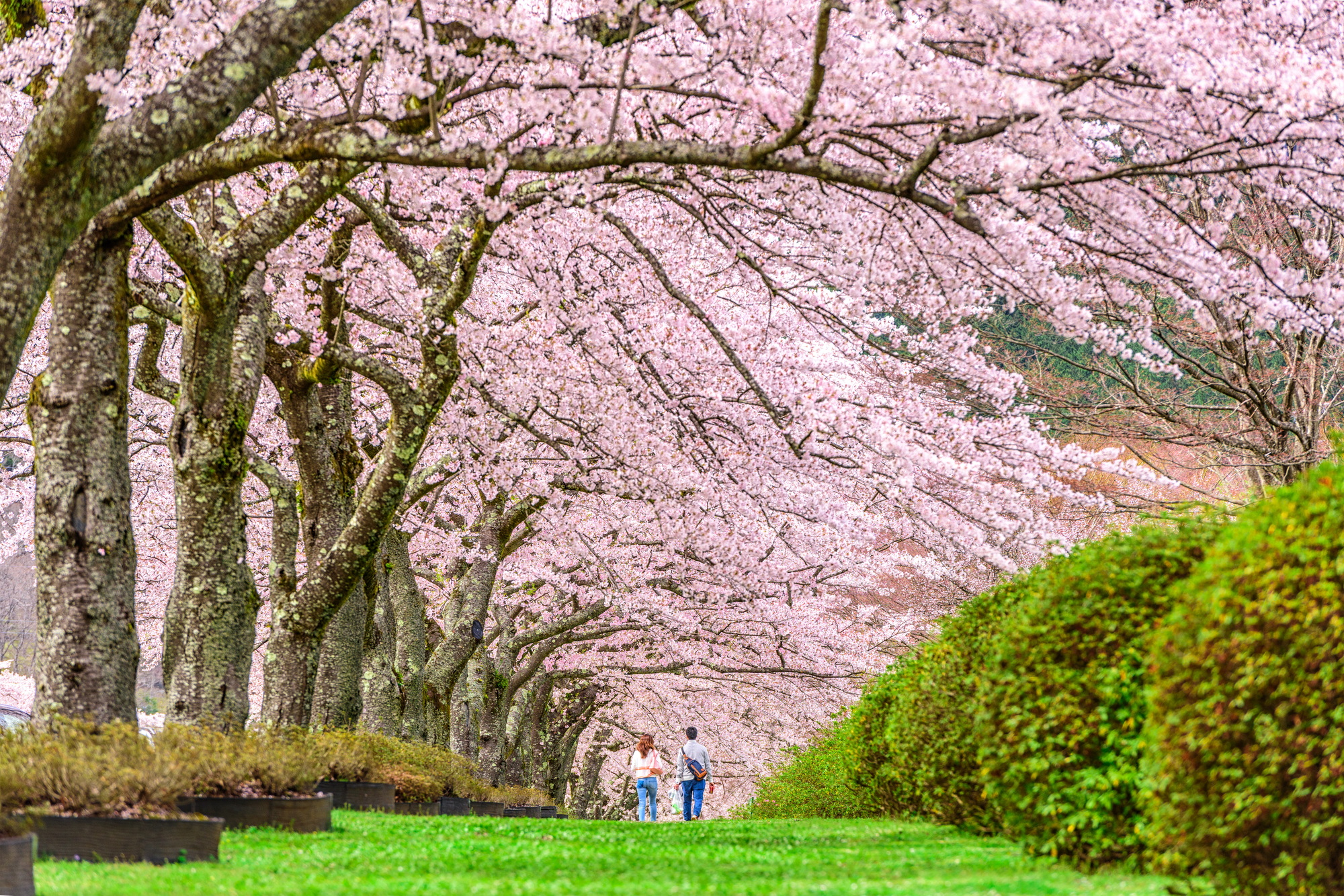 Shizuoka Prefecture