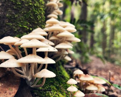 Do mushrooms have superpowers Here's what the science says