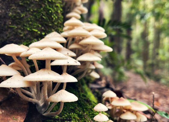 Do mushrooms have superpowers Here's what the science says